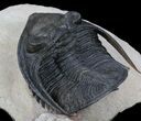 Flying Zlichovaspis Trilobite - Beautiful Display #36600-2